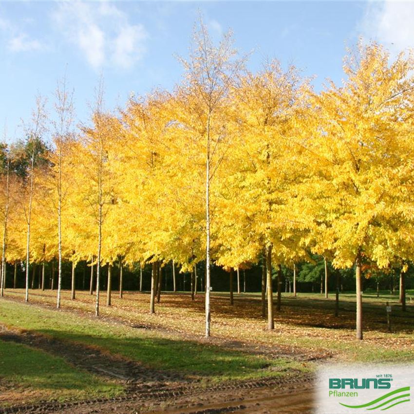 Ulmus Resista (R) 'Sapporo Autumn Gold'