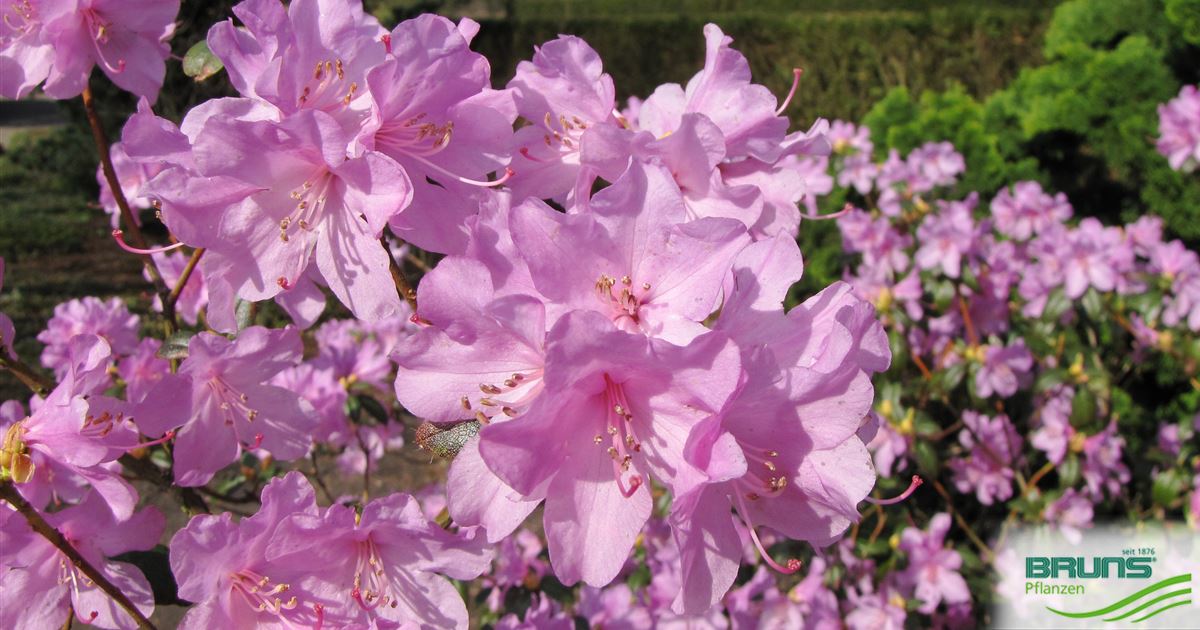 Rhododendron praecox von Bruns Pflanzen