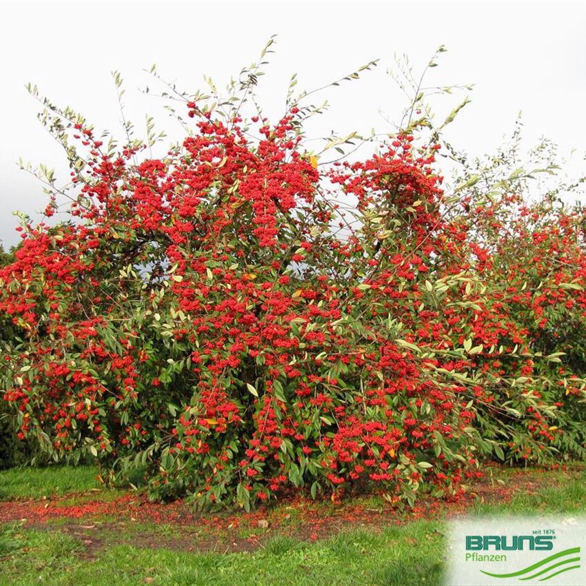 Cotoneaster Cornubia Von Bruns Pflanzen cotoneaster-cornubia-von-bruns-pflanzen