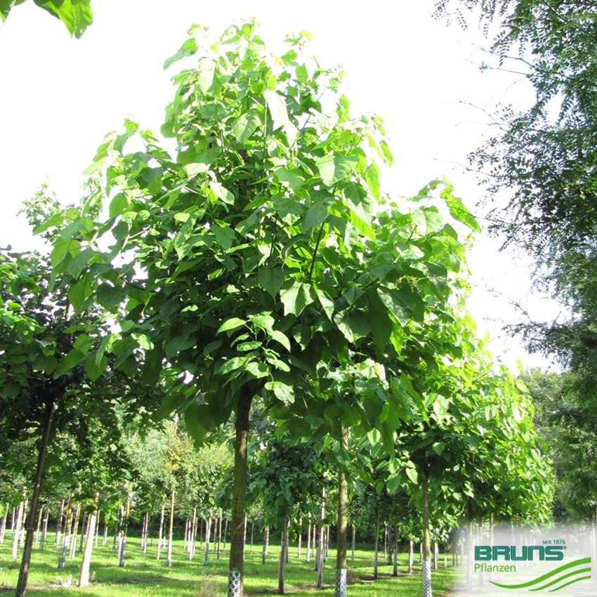 Catalpa bignonioides, Trompetenbaum von Bruns Pflanzen