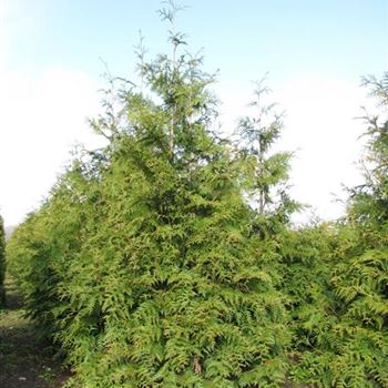 Thuja plicata 'Excelsa' von Bruns Pflanzen