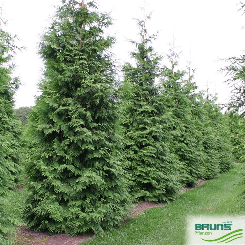 Thuja plicata 'Excelsa' von Bruns Pflanzen