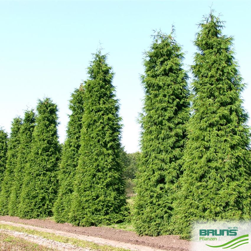 Thuja plicata 'Excelsa' von Bruns Pflanzen