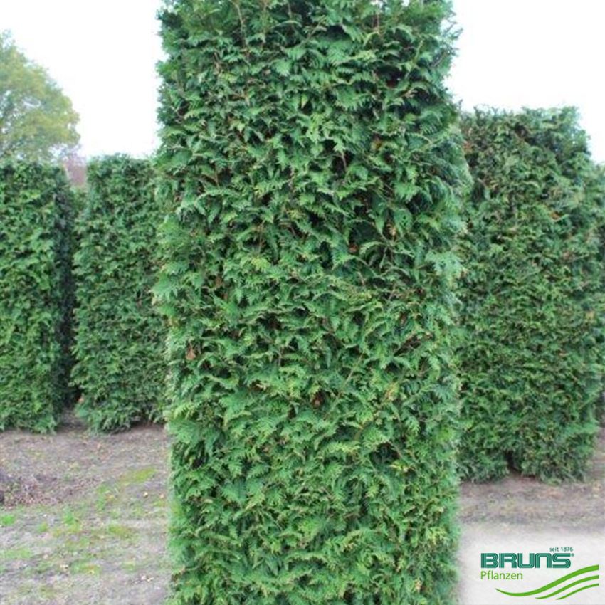 Thuja plicata 'Excelsa' von Bruns Pflanzen
