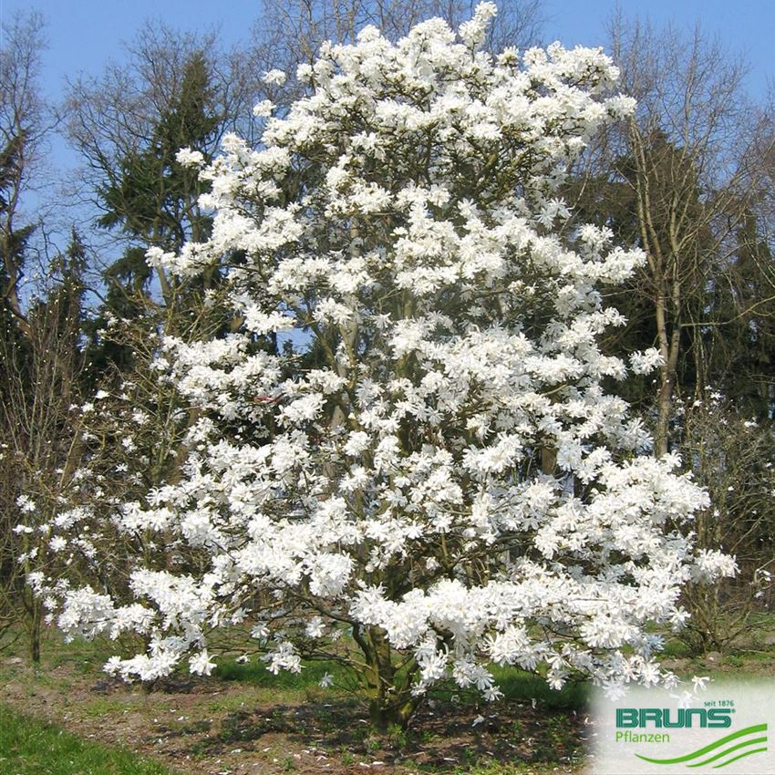Magnolia stellata, SternMagnolie von Bruns Pflanzen
