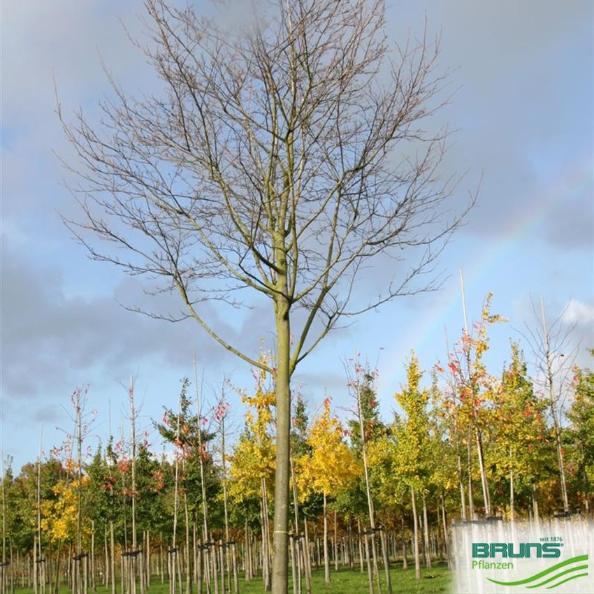 Amelanchier lamarckii, KupferFelsenbirne von Bruns Pflanzen