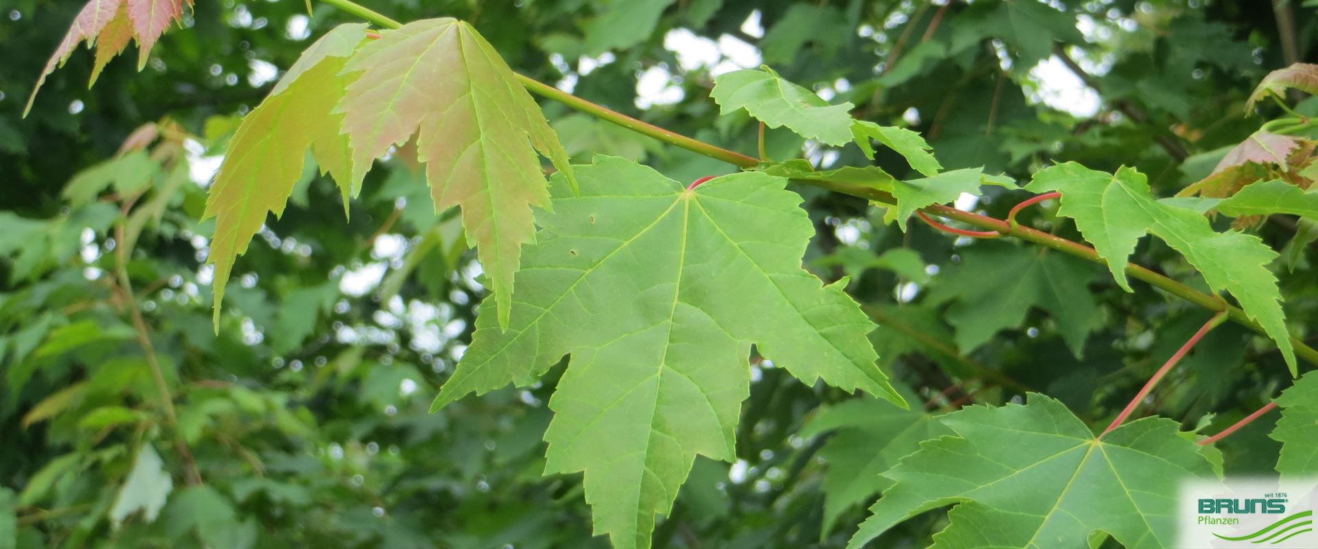 Acer rubrum 'Armstrong' von Bruns Pflanzen