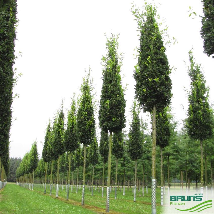 Robul R Kästen Von Quercus Robur | Quercus Robur Kaufen – URDU