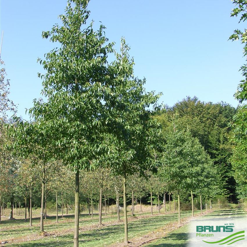 Alnus spaethii von Bruns Pflanzen