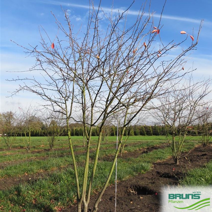 Amelanchier lamarckii, KupferFelsenbirne von Bruns Pflanzen