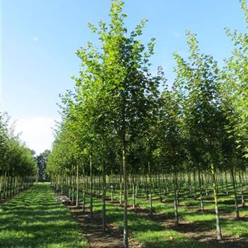 APL_Sol_baum_4xv_150-200x20-25x400-500_R-186_23_09_14_kd_39481.JPG