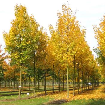 APL_Sol_baum_5xv_200-300x30-35x500-700_R_STE52_13_10_08_25745.jpg