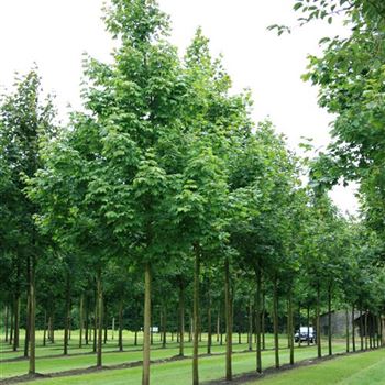 APL_Sol_baum_5xv_200-300x35-40x500-700_R_BRE103_11_07_07_18917.jpg