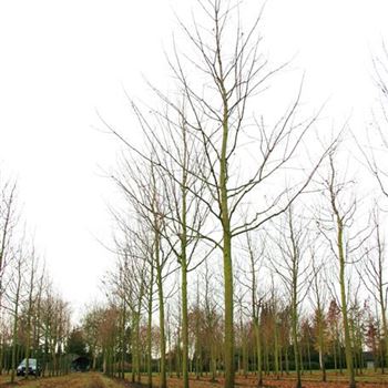 APL_Sol_baum_5xv_200-300x35-40x500-700_R_BRE103_27_11_07_21329.jpg