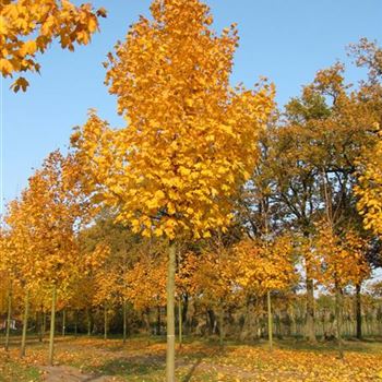 APL_Sol_baum_5xv_200-300x40-45x500-700_R-415_31_10_11_jh_36985.jpg