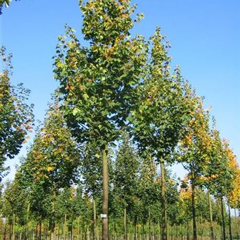 APL_Sol_baum_5xv_200-300x40-45x500-700_R-103_25_10_06_jh_14057.jpg