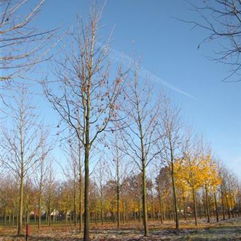 APL_Sol_baum_6xv_300-400x40-45x700-900a_R-5+6_21_11_13_jh_38359.jpg