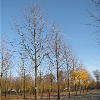 APL_Sol_baum_6xv_300-400x40-45x700-900_R-5+6_21_11_13_jh_38358.jpg