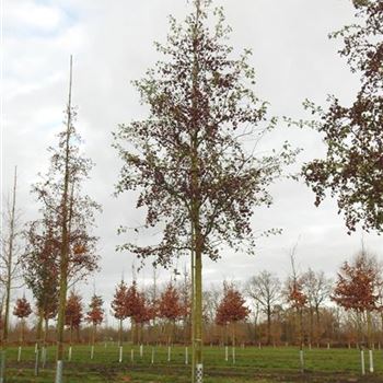 CMO_Sol_baum_4xv_150-200x25-30x400-500_R-145_01_12_15_kd_41333.jpg