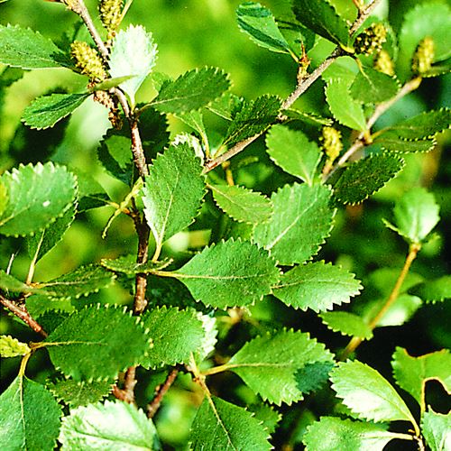 Betula humilis