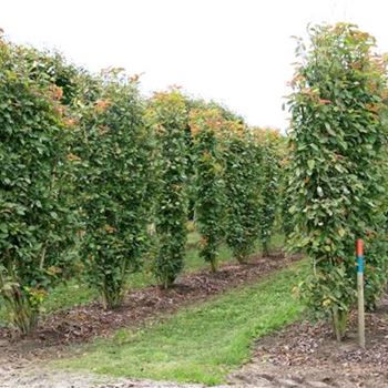 ALA_Spalierform_Br150-200xHoe200-225_OH_BRUE615_2_05_09_07_19942.jpg