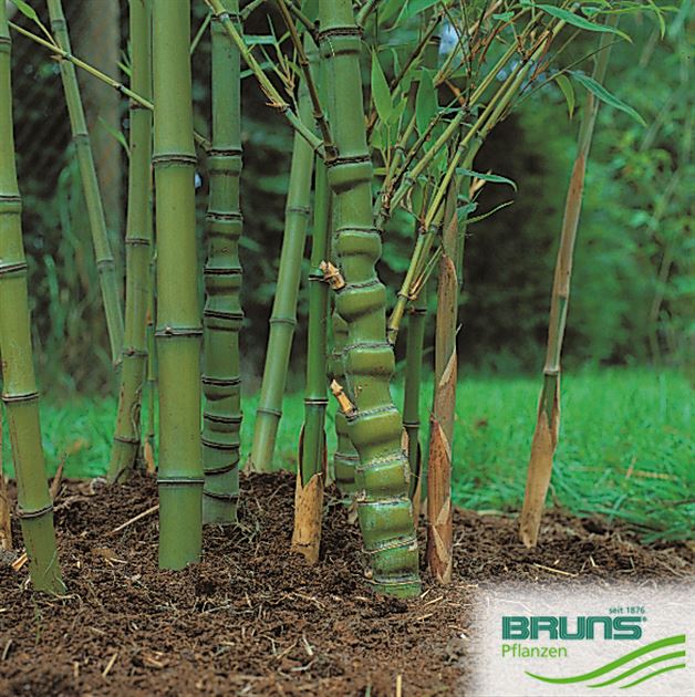 hängelampe bambus rattan Hängelampen rattan bambus für deine Einrichtung – ledsone.de main image 1