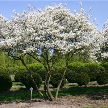ALA_Schirmform_7xv_mehrtr_Br300-400xHoe500-600_OH_ESCH_A_19_04_05_2593.jpg