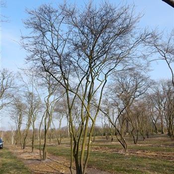 ALA_Schirmform_6xv_300-400x600-700_O-445_17_03_15_kd_41126.jpg