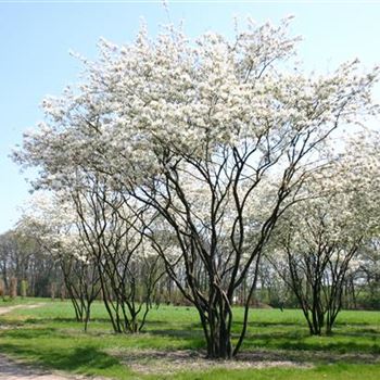 ALA_Schirmform_mehrtr_400+x600-700_OH_ESCH325_2_23_04_05_2598.jpg