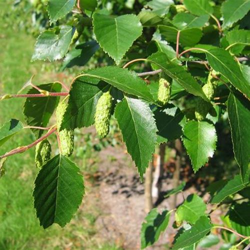 Betula ermanii