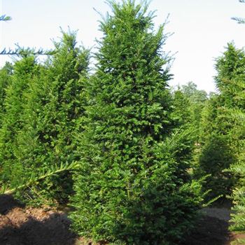 TBA_Sol_5xv_Br80-100xHoe175-200_G_AUE_2_S_Bruns_11_07_05_2525.jpg
