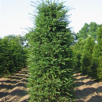 TBA_Sol_5xv_Br80-100xHoe175-200_G_AUE_S_Bruns_11_07_05_2465.jpg