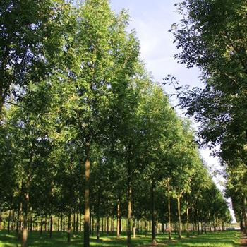 FEX_Sol_baum_5xv_200-300x35-40x500-700_G_ESCH824_30_07_08_24581.jpg