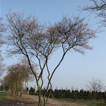 ALA_Schirmform_7xv_400-500x500-600_O-800_10_04_15_jh_41132.jpg