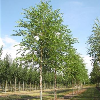 BNI_Sol_baum_4xv_150-200x20-25x400-500a_R-150_04_08_14_jh_39968.jpg