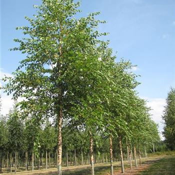 BNI_Sol_baum_4xv_150-200x20-25x400-500_R-150_04_08_14_jh_39967.jpg