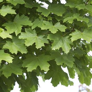 Acer_platanoides_Farlakes_Green.JPG