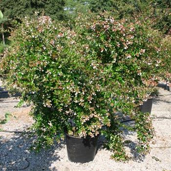 AGR_Sol_4xv_Hoe150-200_Co_50ltr_COII_2_09_08_04_6515.jpg