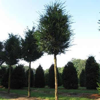 TBA_Sol_baum_6xv_150-200x25-30_G-1553_29_07_14_jh_40801.jpg