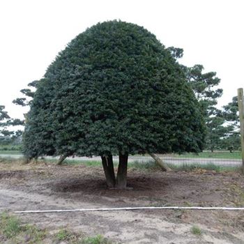 TBA_Schirmform_6xv_150-200x200-225_O-301_1_13_01_16_wr_42014.JPG