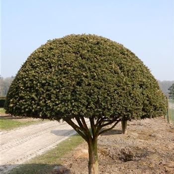 TBA_Schirmform_6xv_150-200x200-225_O-301_20_03_15_kd_39712.JPG