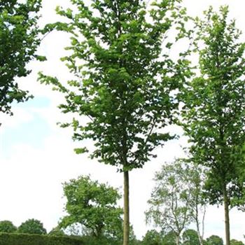 UHDO_Sol_baum_4xv_150-200x20-25x400-500_R_LUE397_14_05_07_18024.jpg
