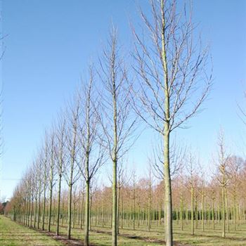 UHDO_Sol_baum_4xv_150-200x35-40x500-700_R_HO1151_05_03_10_33575.jpg