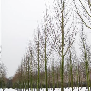 UHDO_Sol_baum_4xv_150-200x35-40x500-700_R_HO1151_22_02_10_33449.jpg