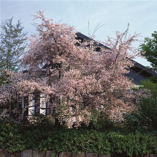 Prunus 'Hally Jolivette'