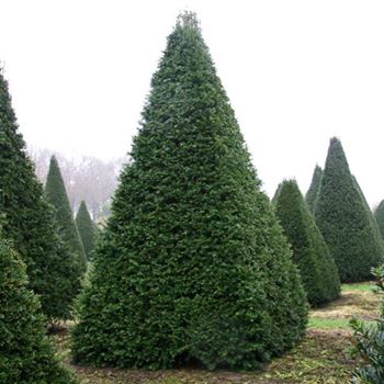 TBA_Pyramide_8xv_Hoe300-350_OH_FE783_2_13_02_07_15985.jpg