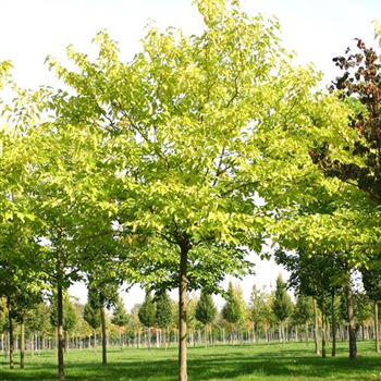MALB_Sol_baum_6xv_200-300x35-40x500-700_R_SCHR1043_3_09_10_05_4765.jpg