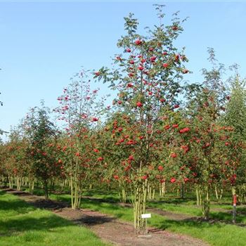 SAU_Sol_4xv_3-4GST_Hoe400-500_G_NEU1055_2_09_10_06_13808.jpg
