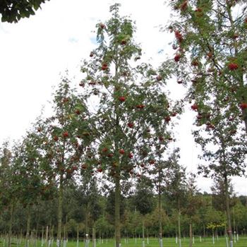 SAU_Sol_Baum_5xv_150-200x30-35x500-700_R-538_16_10_15_kd_41059.jpg