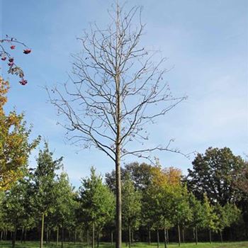SAU_Sol_baum_5xv_150-200x35-40x500-700_G-501_22_10_13_jh_39234.jpg